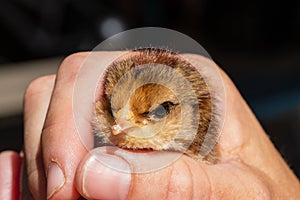 Young chick with visible egg tooth