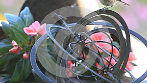 Young chickadees on a metal garden ornament