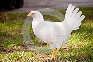 Young Chicken photo