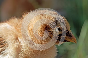 Chicken with a sticktight flea infestation