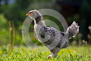 Young Chicken Outdoors in Summer