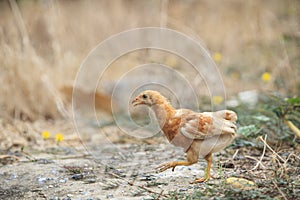 Young chicken running in fileld