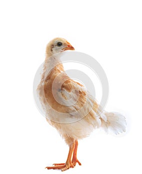 Young chicken standin on white photo