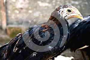 A young Chicken standing up