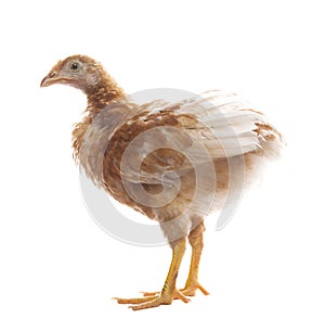 Young chicken standing on white background use for livestock and