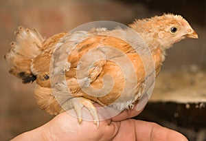 Young chickens sitting on the hand