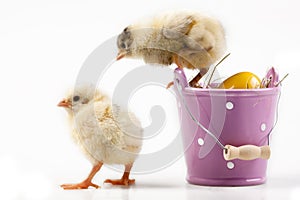 Young Chicks around Bucket