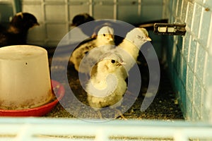 Young chicks in a brooder