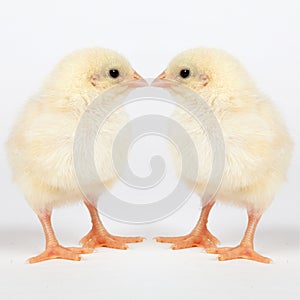 Young chicks - easter concept