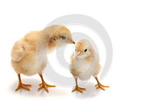 Young chicks - easter concept