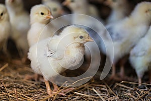Young chicks