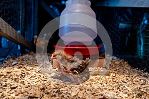 Young chicks inside a chicken brooder cage with a heat lamp, wood shaving bedding, food and water