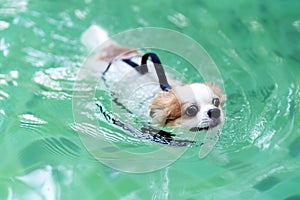 Young chihuahua dog wearing life vest jacket swim in swimming pool with relax leisure time on holiday. Overweight adorable dog