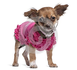 Young Chihuahua dressed in pink standing in front of white background