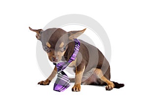 Young chihuahua not very reassured with a purple tie