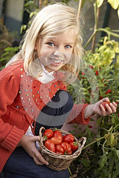 Young child harvesting tomatoes