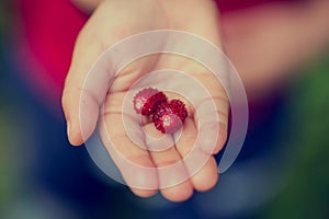 Young child holding two ripe red strawberries