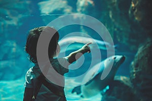 Young Child Pointing at a Shark in an Aquarium Exhibit