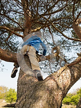 Young child tree climbing