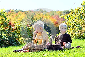 Young Children Having Fruit Picnic at Apple Orchard