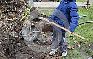 Young children help to distribute soil from compost. They load a dad`s shovel into wheelbarrow to fill the soil. Large decomposed