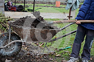 Young children help to distribute soil from compost. They load a dad`s shovel into wheelbarrow to fill the soil. Large decomposed