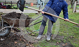 Young children help to distribute soil from compost. They load a dad`s shovel into wheelbarrow to fill the soil. Large decomposed