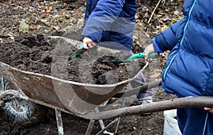 Young children help to distribute soil from compost. They load a dad`s shovel into wheelbarrow to fill the soil. Large decomposed
