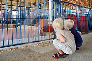 Young Children Looking at Pigs at County Fair