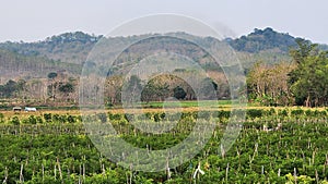 Young chili plants in rice fields