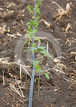 Young chili tree growing in the farm