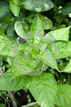 Young chili tree in nature garden