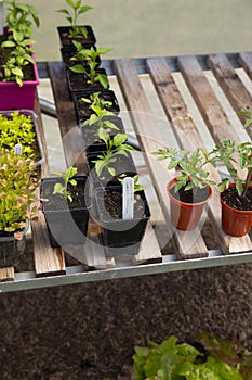 Young chilli pepper, Serrano Tampiqueno variety, growing in pots on a shelf in a polytunnel.