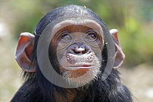 Young chimp photo
