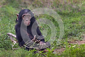 Chimpanzee in Ol Pejeta, Kenya, Africa photo