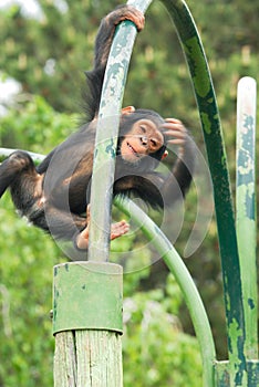 Young chimpanzee
