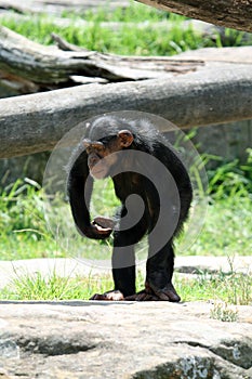 Young chimpanzee