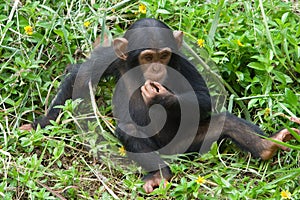 Young chimpanzee