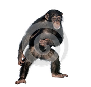 Young chimpanzee against white background photo