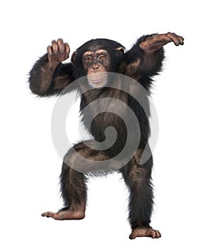 Young Chimpanzee dancing