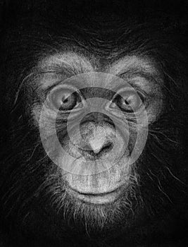 Young Chimpanzee Face Sketch