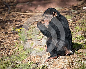Young Chimpanzee with Flower