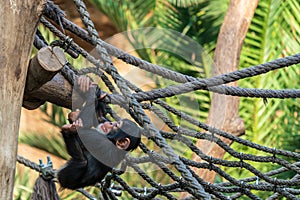 Young chimpanzee having fun in a net