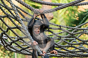 Young chimpanzee having fun in a net