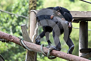 A young chimpanzee hitches a ride on its mothers back at the Singapore Zoo in Singapore.