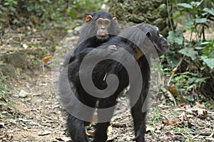 Young chimpanzee on the mother