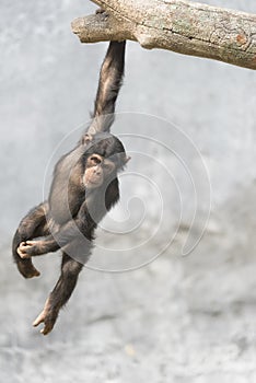 Young Chimpanzee playfully hanging on a tree branch