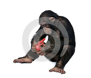 Young Chimpanzee playing with red gun, simia troglodytes