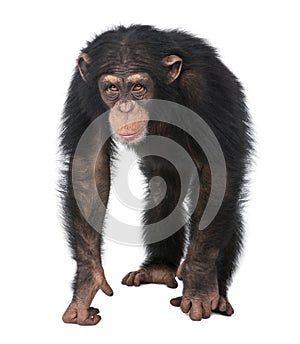 Young Chimpanzee - Simia troglodytes (5 years old)