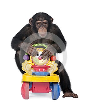 Young Chimpanzee - Simia troglodytes (5 years old) photo